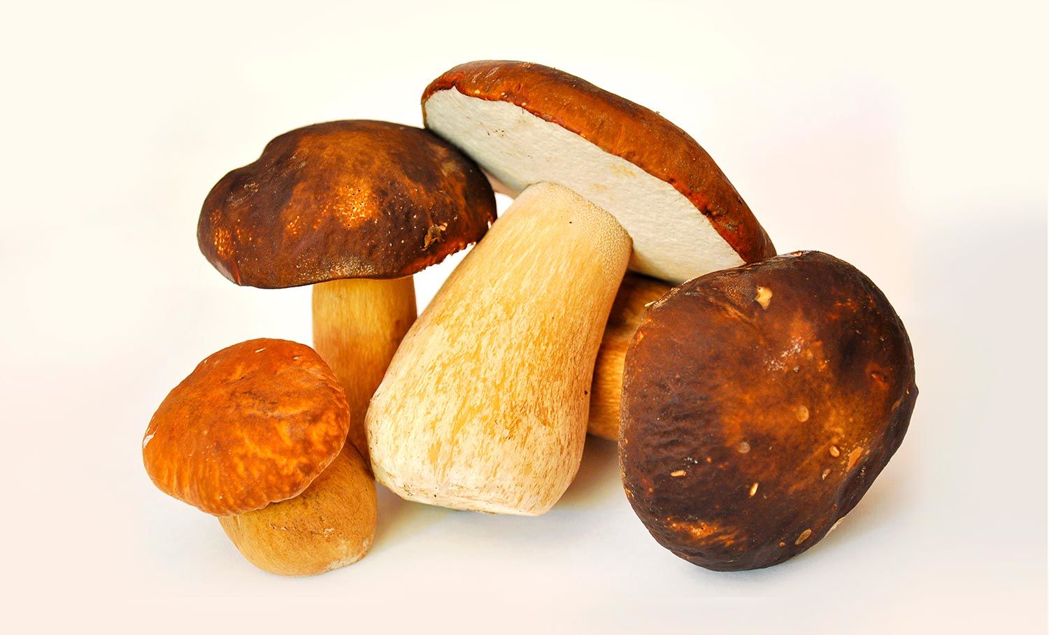 Funghi Porcini Meaning at Lisa Ragland blog