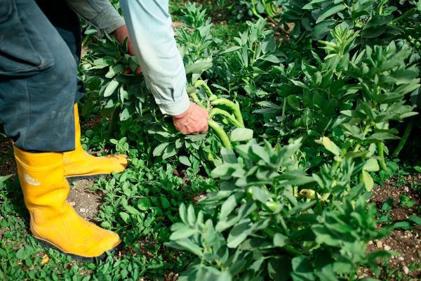 come si coltiva un orto